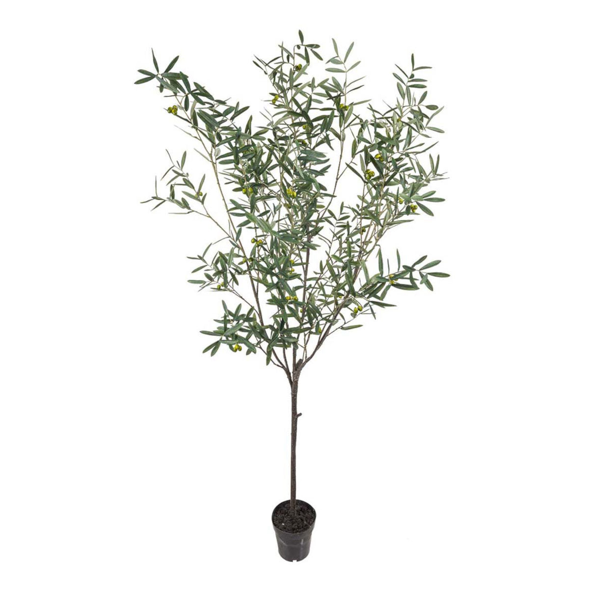 Mr Plant Oliventræ - 230
