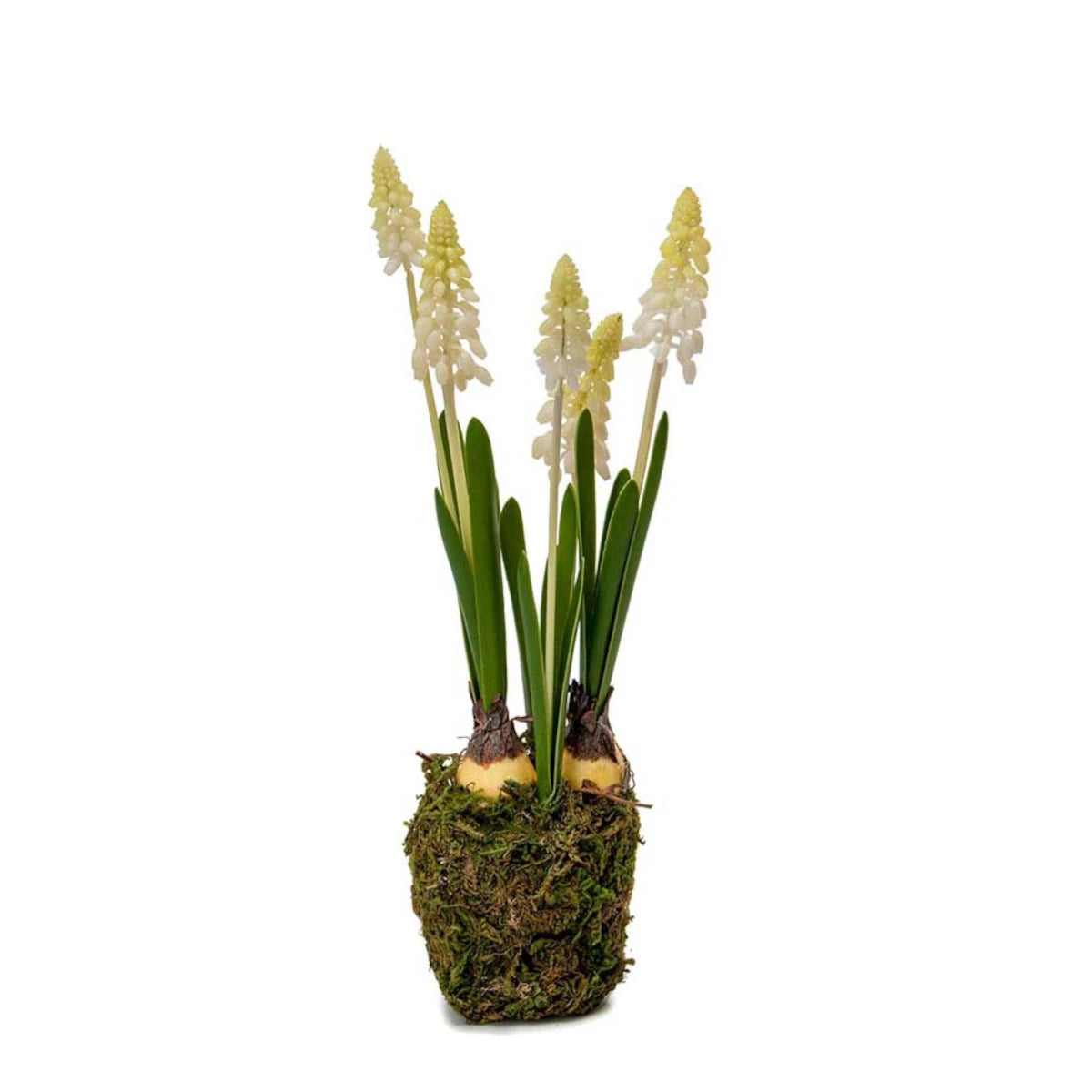 Mr. Plant Perlehyacint plante - 25