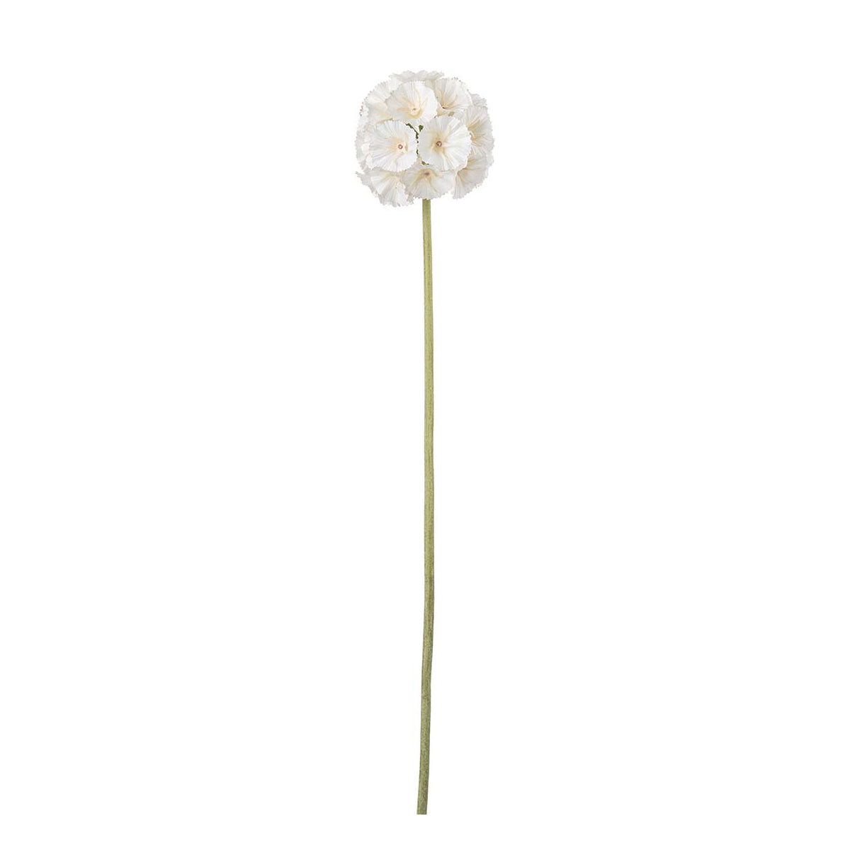 Mr. Plant Scabiosa - cream - 60