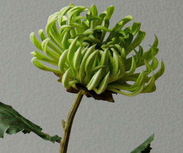 Botané Semi-Cactus blomst - grøn