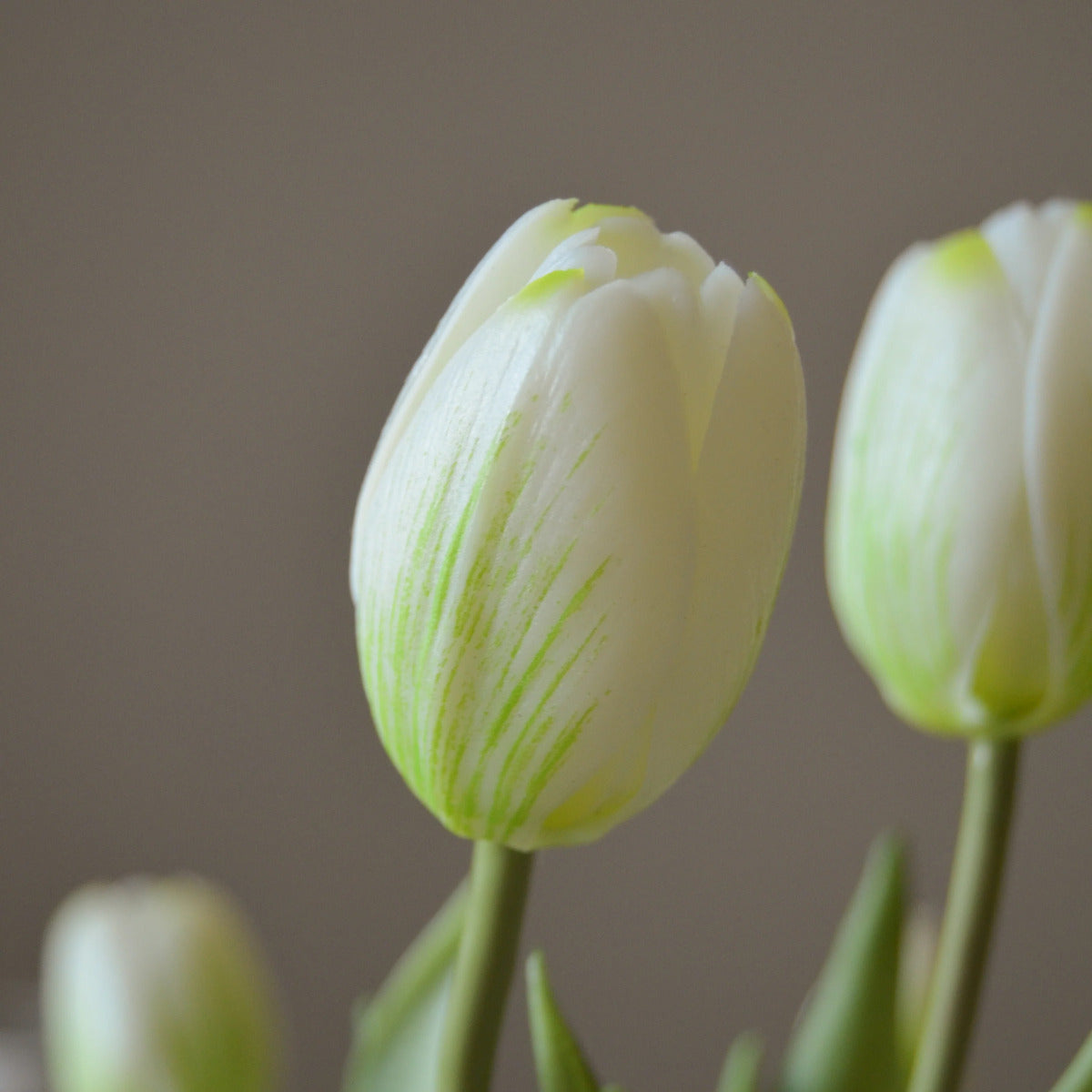 Botané Tulip buket - white